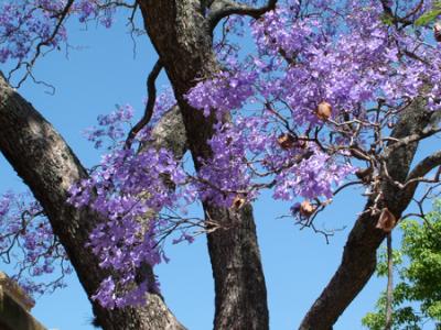 Jacaranda mimosifolia (jacarandá, tarco)